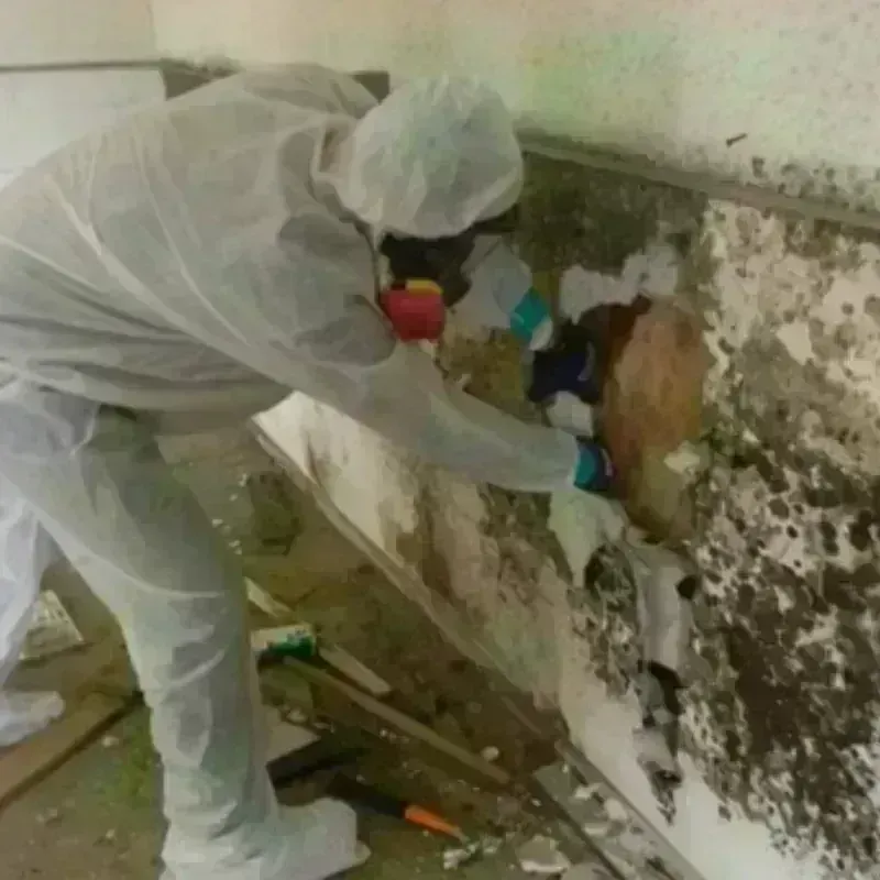 Mold Remediation and Removal in Salem, MO